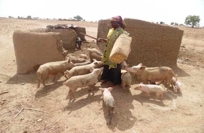 Zinabu Sumaila, a LEAP beneficiary in her pig farm